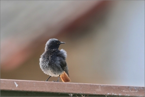 <p>REHEK DOMÁCÍ (Phoenicurus ochruros) ---- jižní Morava ---- /Black redstart - Hausrotschwanz/</p>